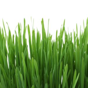 Lawn & Garden